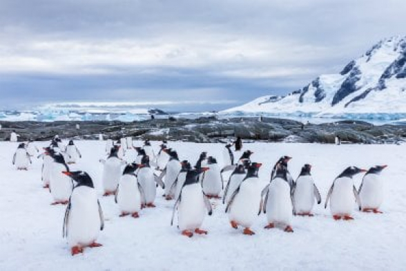 Կլիմայական ճգնաժամը հանգեցրել է Անտարկտիկայում պինգվինների խմբերի թվի աճին